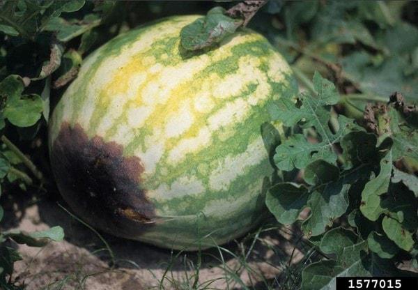 disease symptoms on watermelon